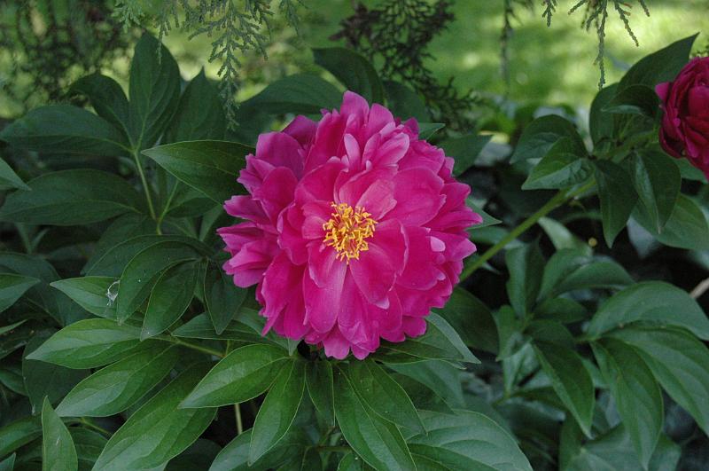 ruggiday 003.jpg - FOTO-FAN